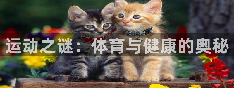 xc体育